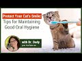 How to keep your cats mouth healthy and clean