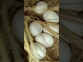 6 eggs java sparrow #pispis #javabirds #birds #birdslover