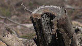 Timber Theft