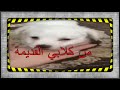 جرو لولو فوكس جميل من كلابي القديمة 