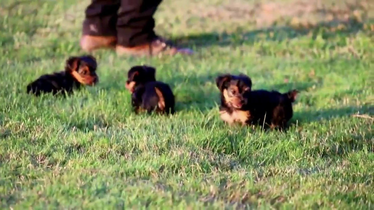 greenfield puppies yorkie poo