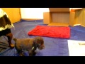 Field Spaniel Puppies 4 weeks の動画、YouTube動画。
