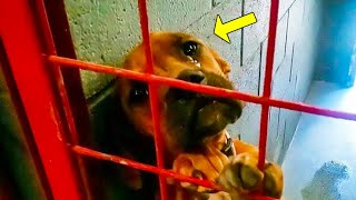 The Scared Dog Was About To Be Put Down. But His Photo Went Viral And Something Incredible Happened!