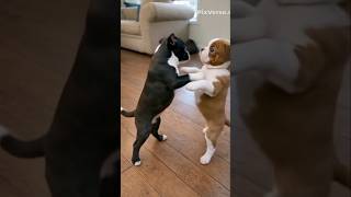 They Don’t Do Fights Like These Now! who wins?!  #boxing #mma #ufc #ufcshorts #mmashorts