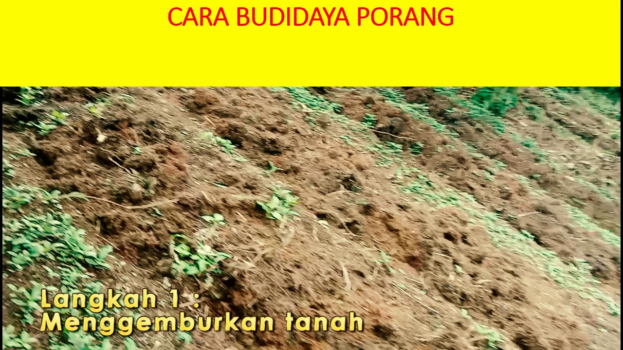 Budidaya Porang Di Riau 0822 8115 0149 Youtube [ 720 x 1280 Pixel ]