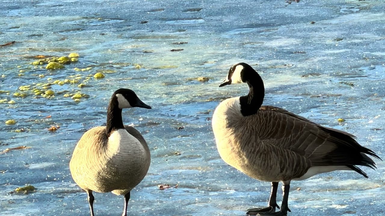 Geese in Lincoln Nebraska 