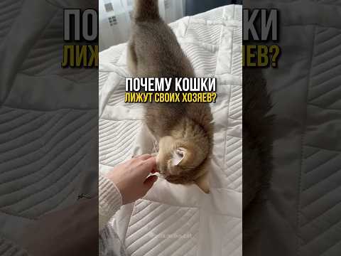 Любовь или контроль? Почему кошки нас облизывают?😍🐈