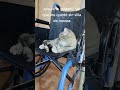 Cuando tu gata decide que la silla es suya... 🐾