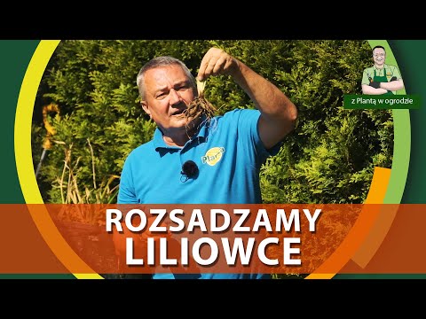 Wideo: Jak podzielić liliowce – wskazówki dotyczące oddzielania roślin liliowców w ogrodzie