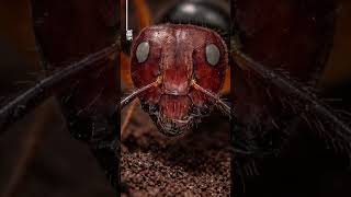 this ants performce the surgical behavior #insects #naturedocumentary #pets