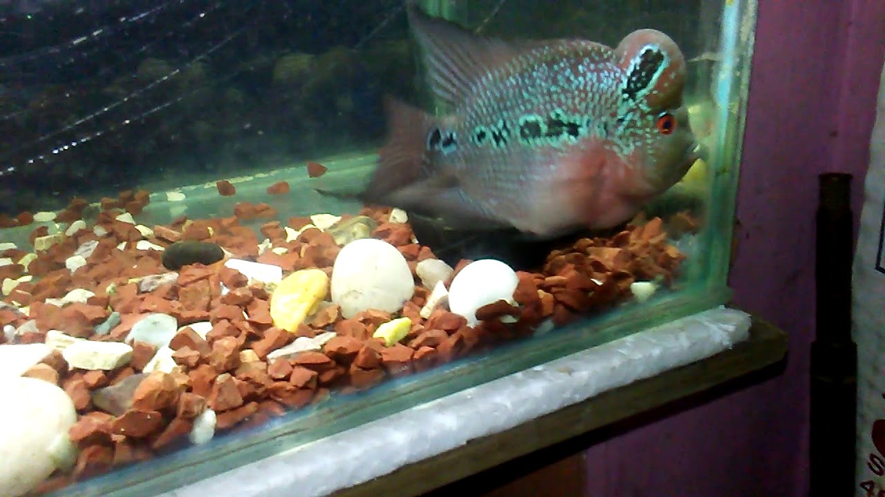 flowerhorn eating Humpy hed YouTube