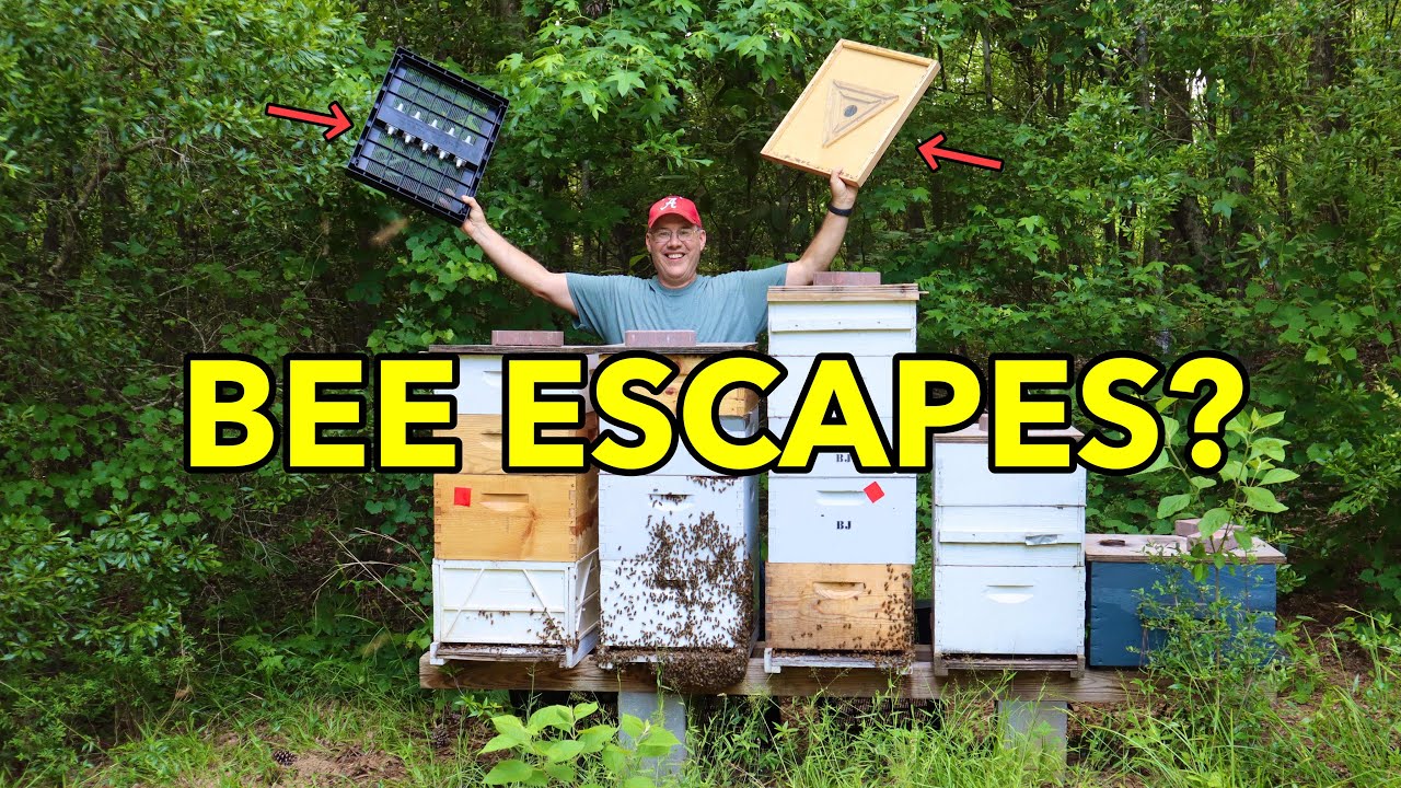 CLEARING BEES out of  HONEY Boxes (using Bee Escapes) | Why would we do that?