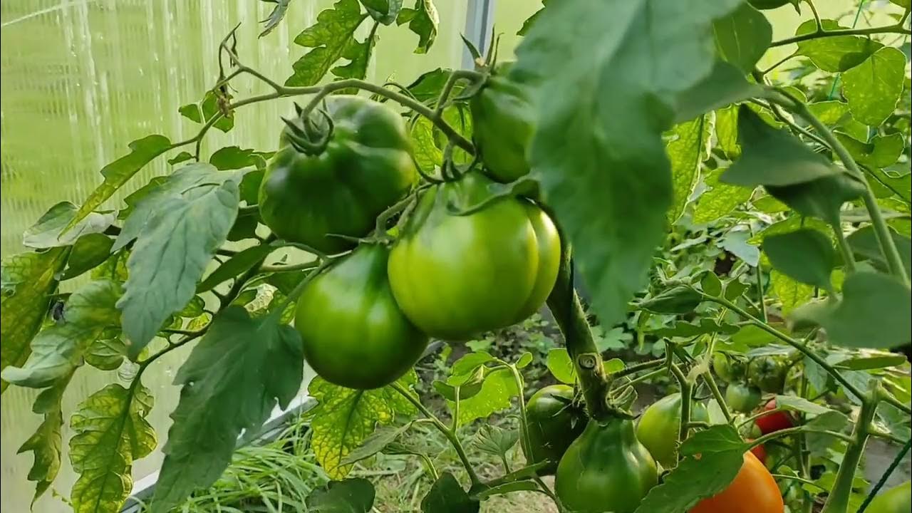 Сорт томата Трюфель золотистый японский. Оказался очень урожайным.🙂🍅 ️ ...
