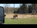 Moose at airport