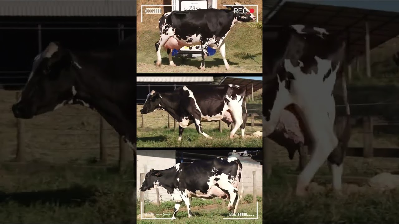 🔴 HOLSTEIN CATTLE  Breed ✅ Dairy Cows Biggest Bulls And Cow 