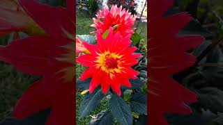 Download Lagu pesona bunga Dahlia#shorts MP3