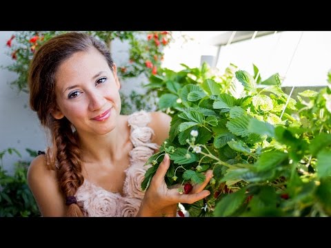 Video: Coltivare fragole selvatiche: come coltivare piante di fragole selvatiche