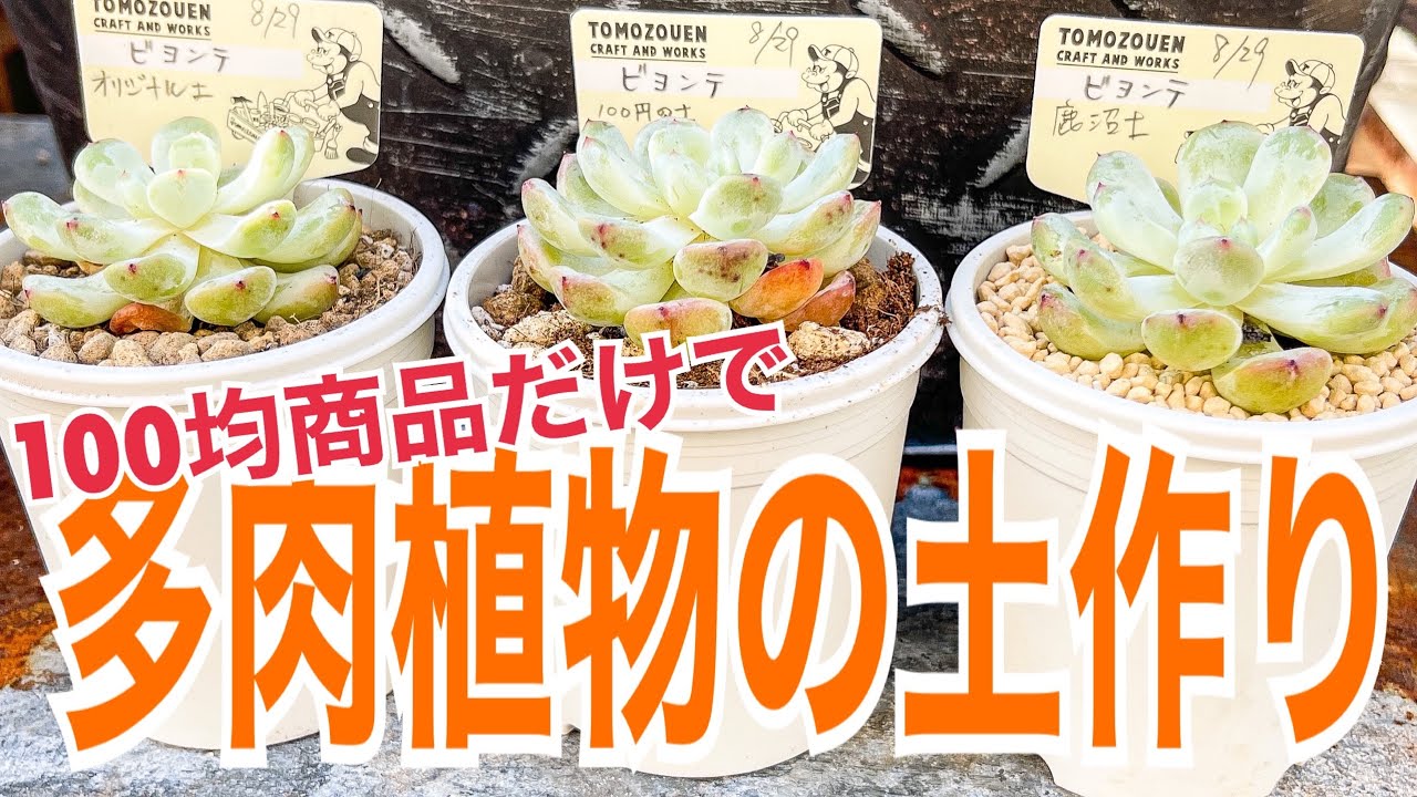 多肉植物の土を100均商品で作ります 21年8月29日観察開始 Youtube