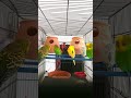 budgies sounds angry fight Love birds fun Australian love birds sound