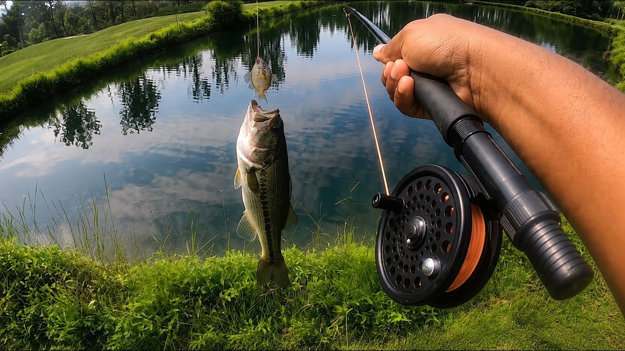 Fishing for BIG BASS with Live Small Bluegils