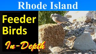 10 Most Common Feeder Birds of Rhode Island [InDepth]