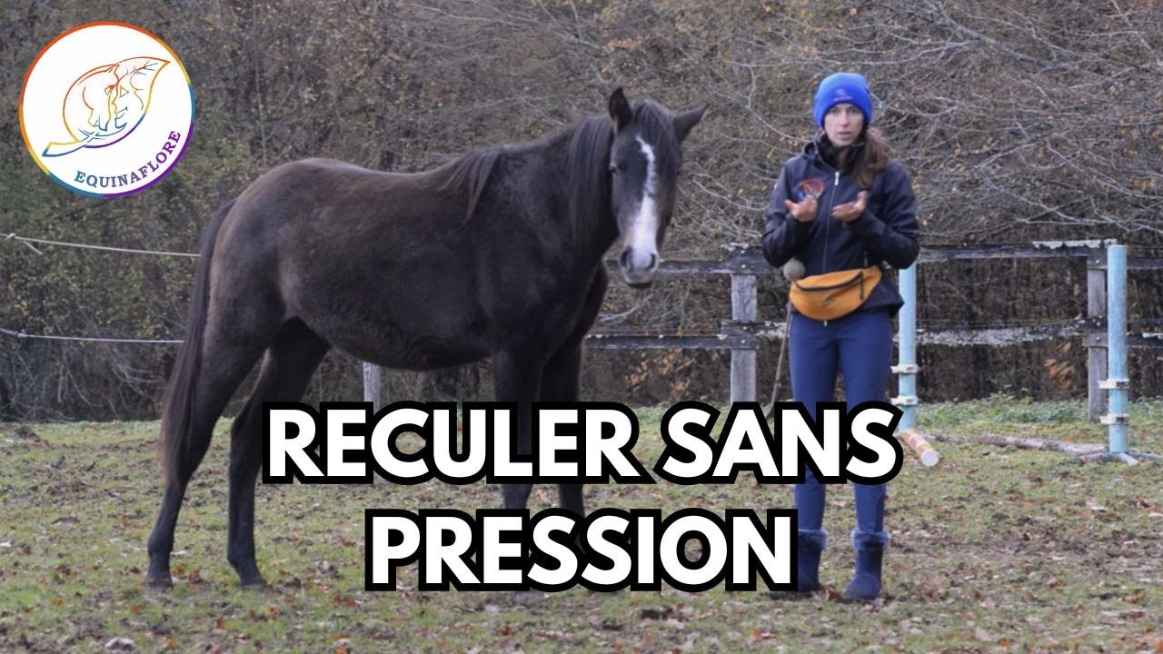 Reculer sans pression au clicker