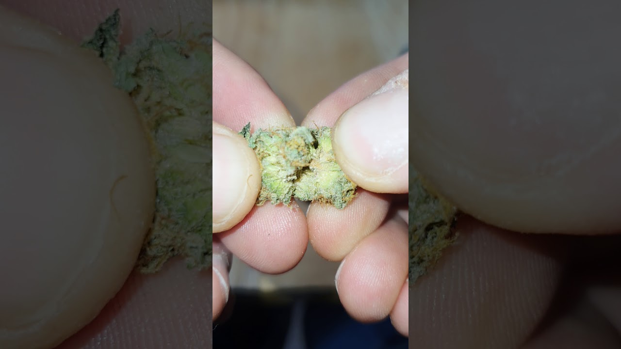 Tooty Frooties (Gushers x Gelato #25) Green Treez Cali Bang Bang