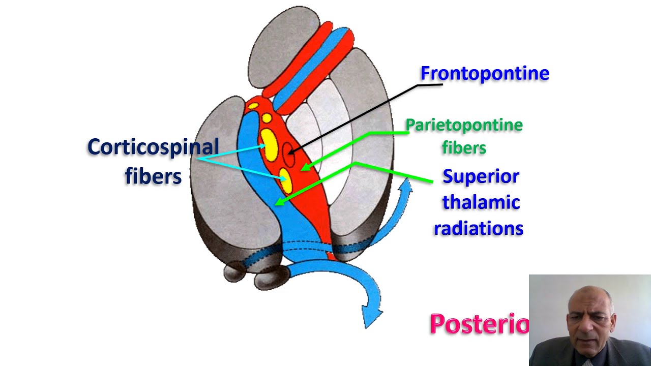 15- Internal capsule