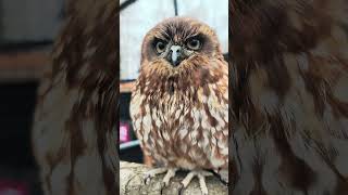 雨音とともに心落ち着くフクロウの鳴き声🦉 / Relaxing Owl Calls with Rain Sounds #owl