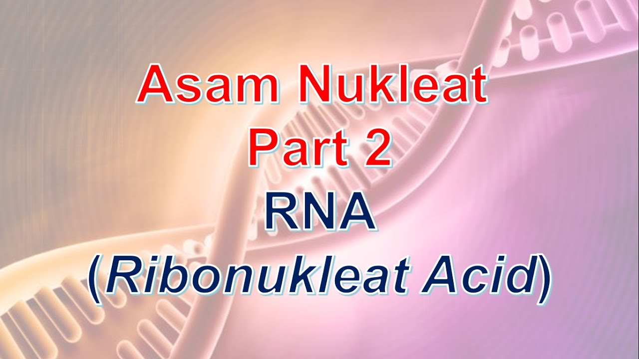 RNA (Ribonukleat Acid)