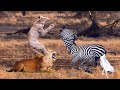 Lions Make A Big Mistake When Underestimating The Power Of Zebra, And Receive A Bitter End