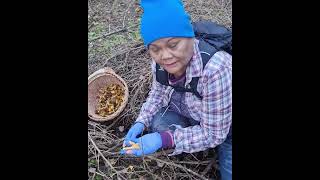 เก็บเห็ดมันขาสีส้ม ป่าเห็ดนอร์เวย์ทางภาคใต้ ครั้งแรกปี68