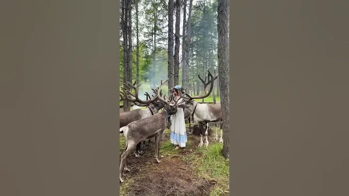 The last reindeer hunters of China’s Ewenki Tribe. - DayDayNews