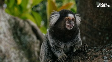 S4 E2: "Secrets of the Common Marmoset"