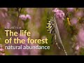 The life of the forest natural abundance