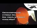 Овоскопирование куриных яиц.  Как узнать за 5 минут оплод яйца