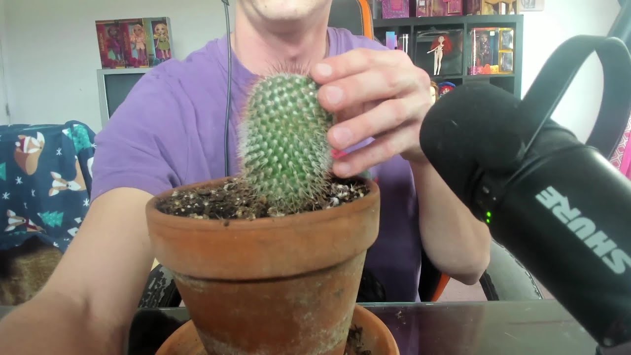 Prickly Cactus ASMR Sounds| Male ASMR