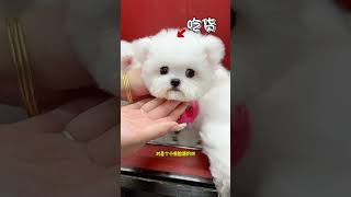 Let me give you a special session about Bichon Frize. Which Bichon Frize is your favorite? Cute Pet