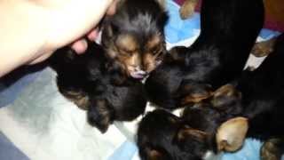 Adorable Yorkshire Terrier Puppies  From Birth to 10 Weeks Old.