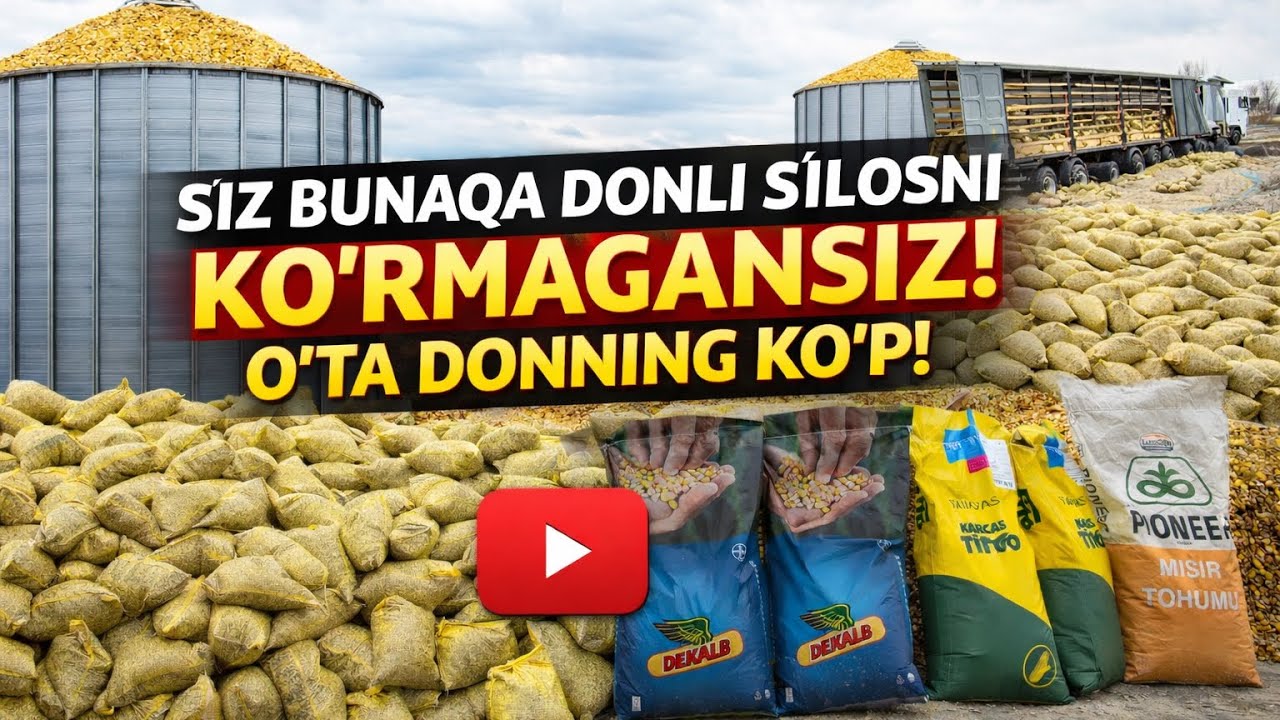 SIZ BUNAQA DONLI SILOSNI KO’RMAGANSIZ O’TA DONLI SILOS 🌽🌽🌽🌽
