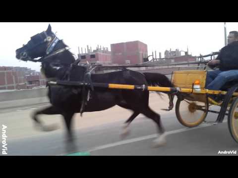 ابوموتا و الحصان الرهوان بحر 