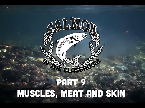 Lesson 9: Muscles, Meat, and Skin