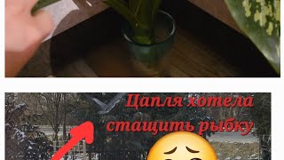 :   .   .