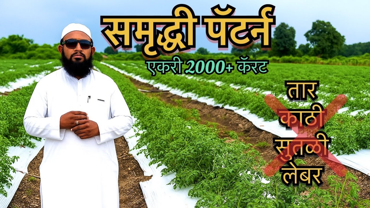 समृद्धी पॅटर्न सविस्तर माहिती | कमी खर्चात विक्रमी उत्पादन देणारा पॅटर्न | Samruddhi agro farmer 