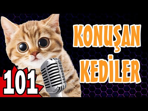 Komik Kedi Videoları - Konuşan Kediler 101