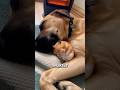 This Dog Saved A Hamster Twice🥹