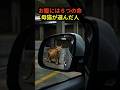 出産寸前の野良猫が、女性を頼ってきた理由