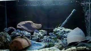 My frontosa colony feeding video by vik datta 2,046 views 16 years ago 1 minute, 20 seconds