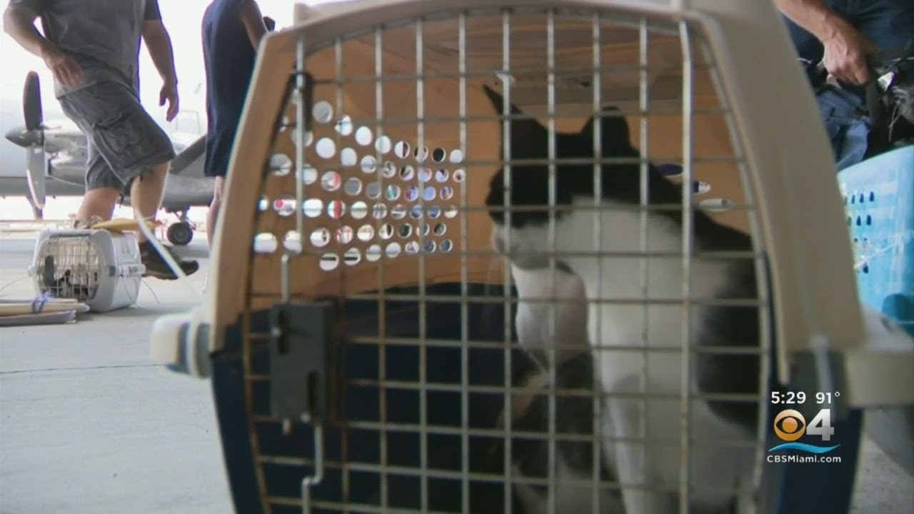 Cats & Dogs Flown In From Bahamas
