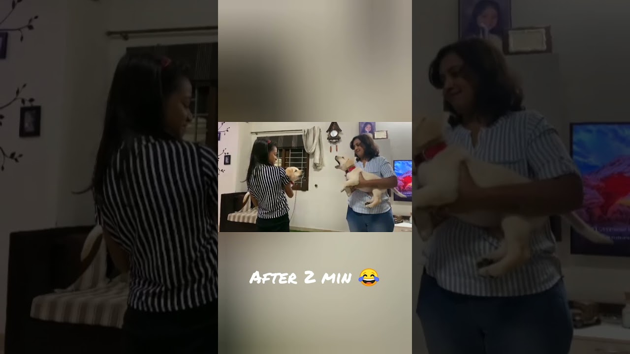 cute Labrador puppies 2 min before and after fighting video  | brownie and Jackson 